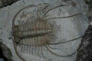 Boedaspis-trilobite1